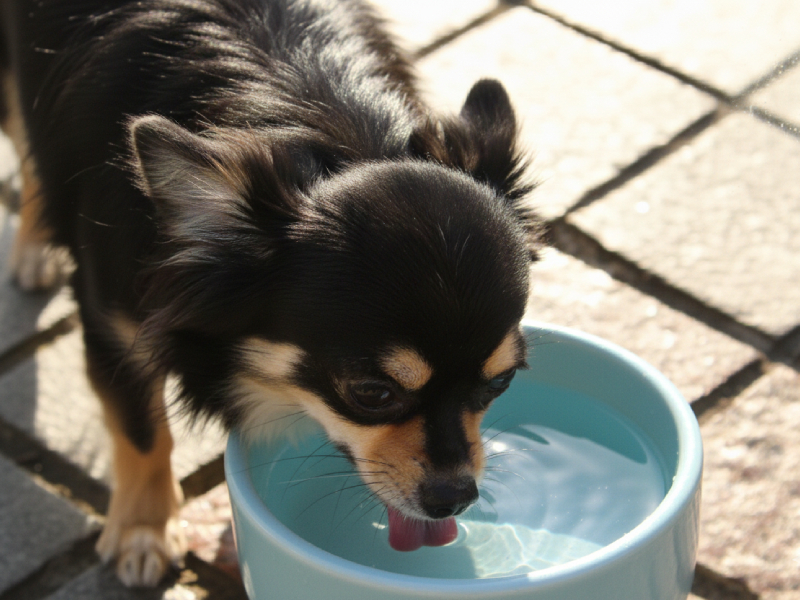 モカが水を飲むようになった